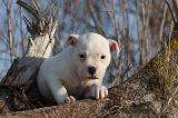 BOULEDOGUE AMERICAIN 191